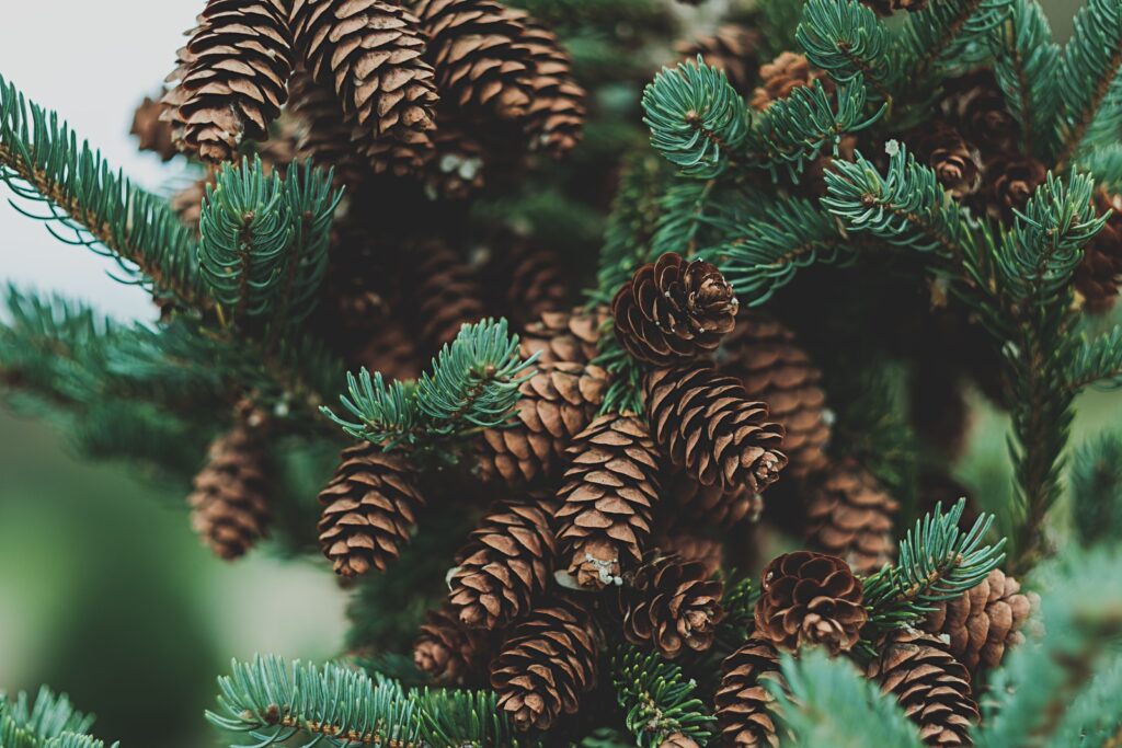 tilt-shift lens photography of pine cones