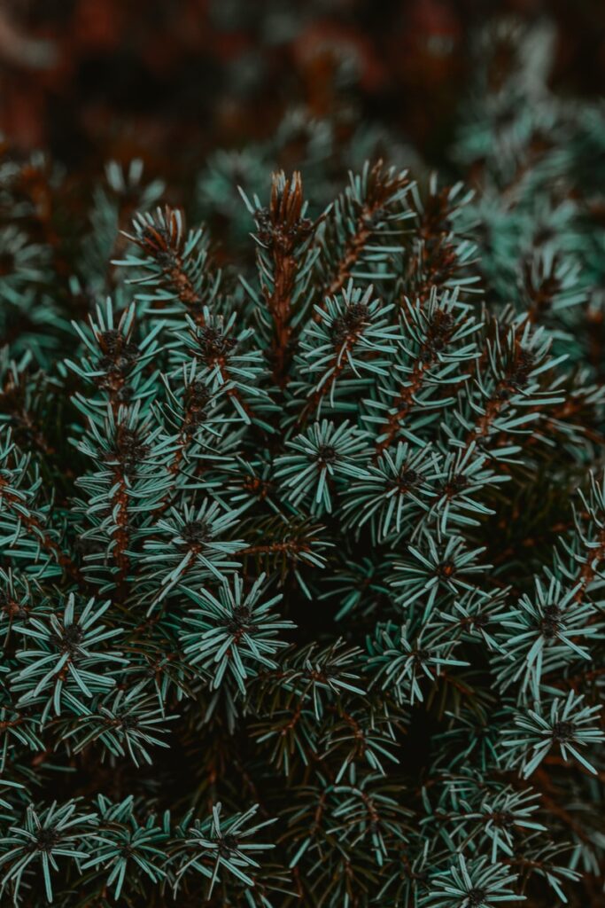 green and red plant in close up photography