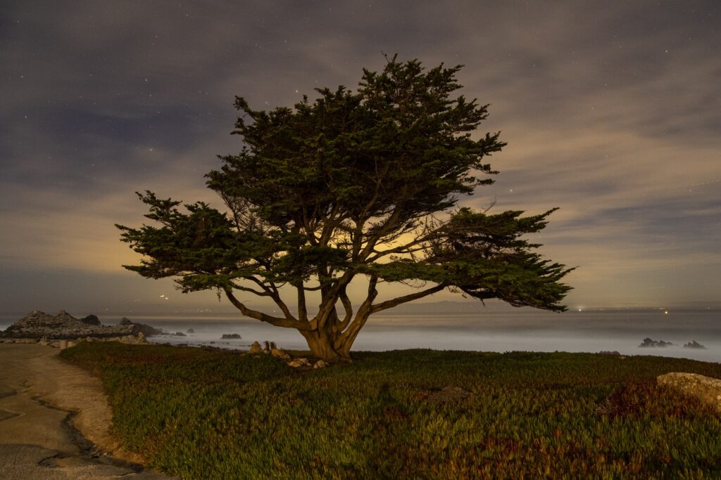 A Lone Cypress Tree on the Seacoast