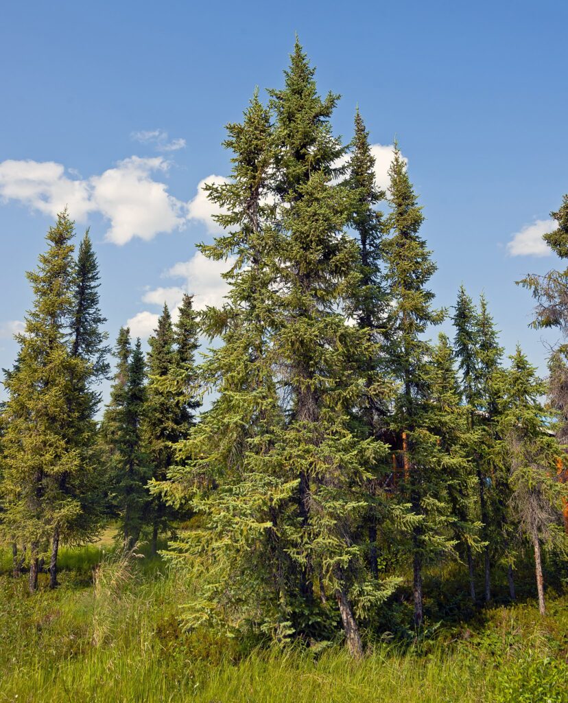 Black Spruce 