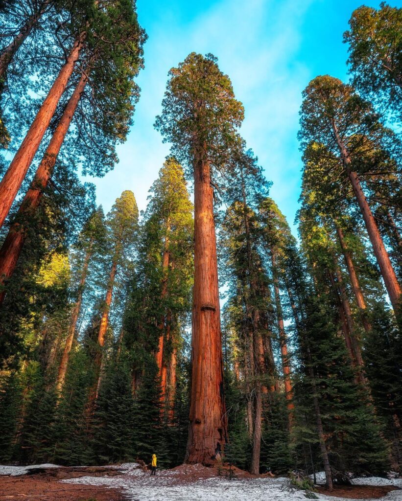 Sequoia 