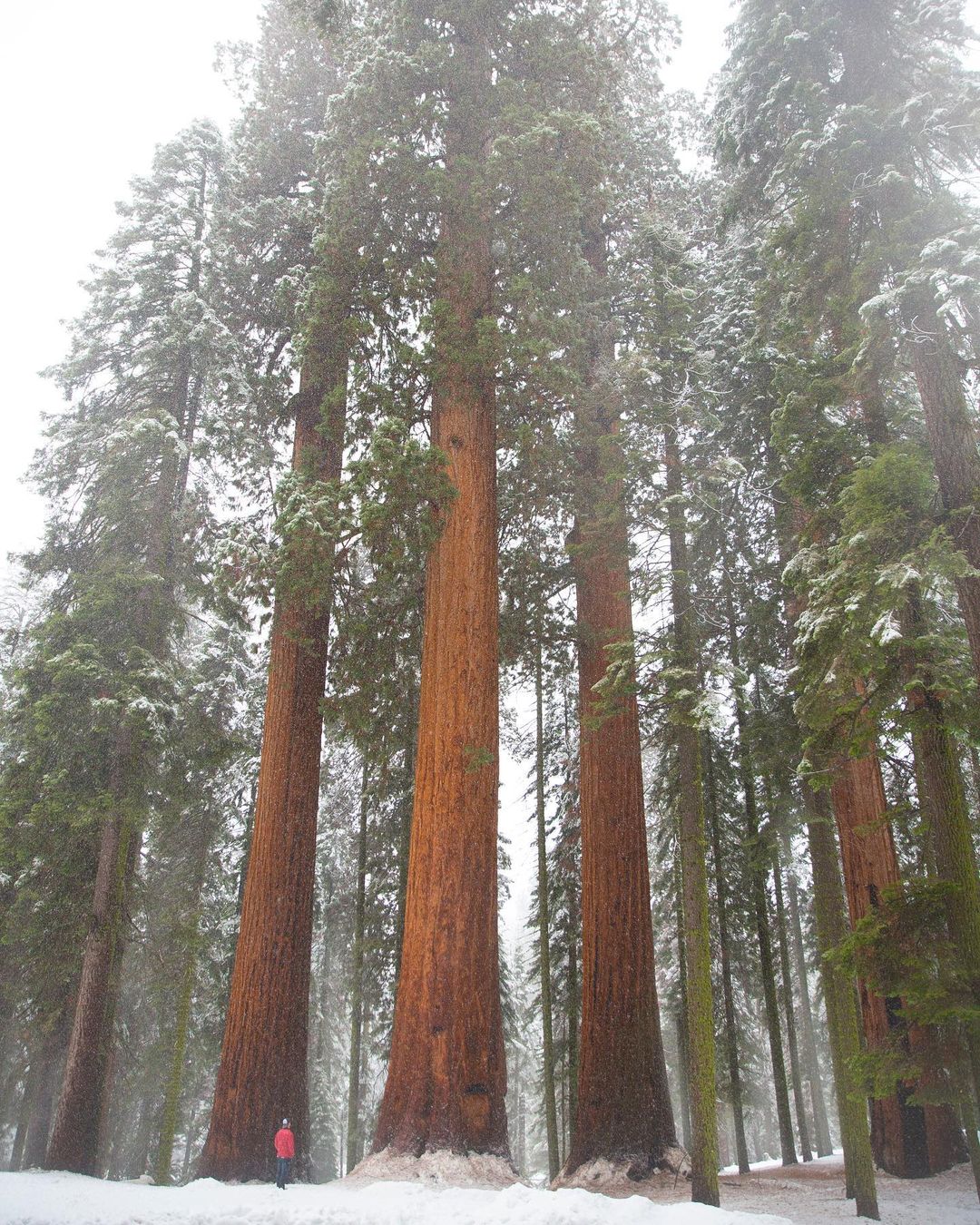 Sequoia 