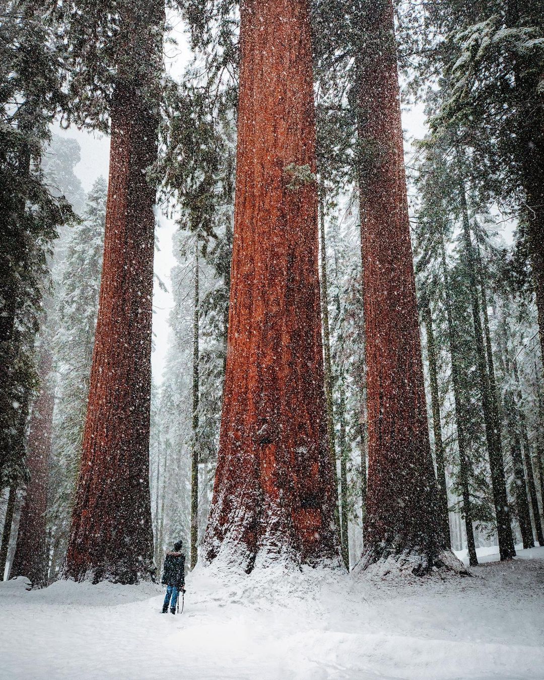 Sequoia 