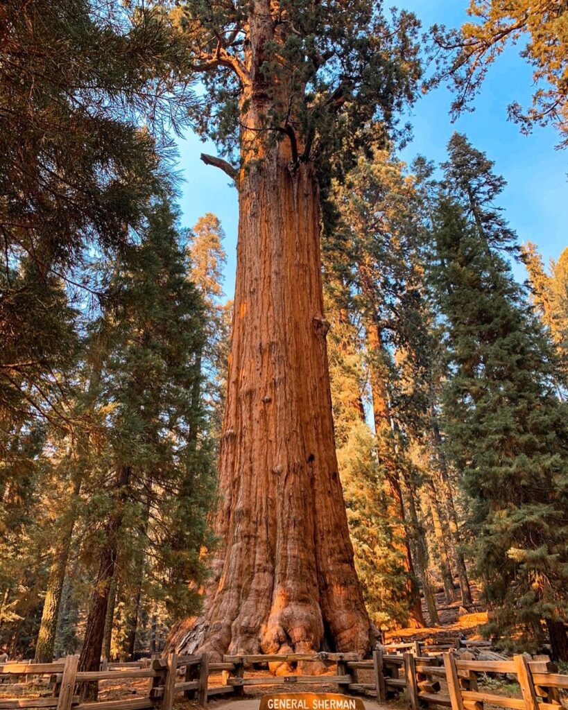 Sequoia 