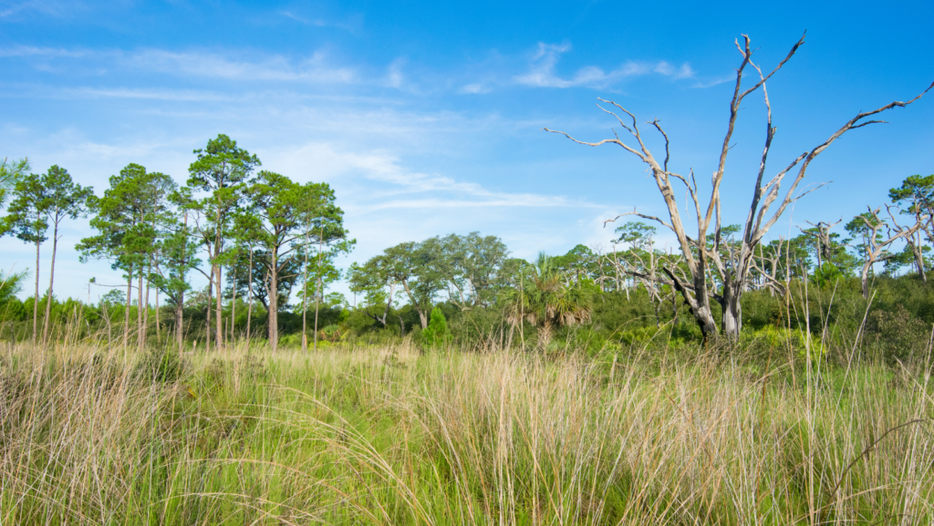 Ocala National Forest 