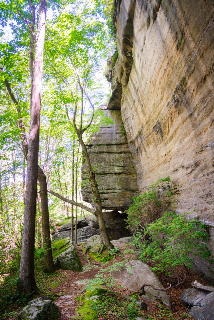 Allegheny National Forest