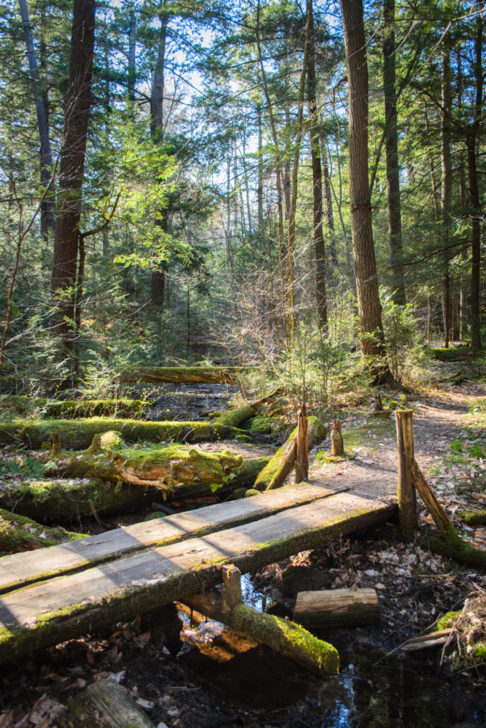 Allegheny National Forest