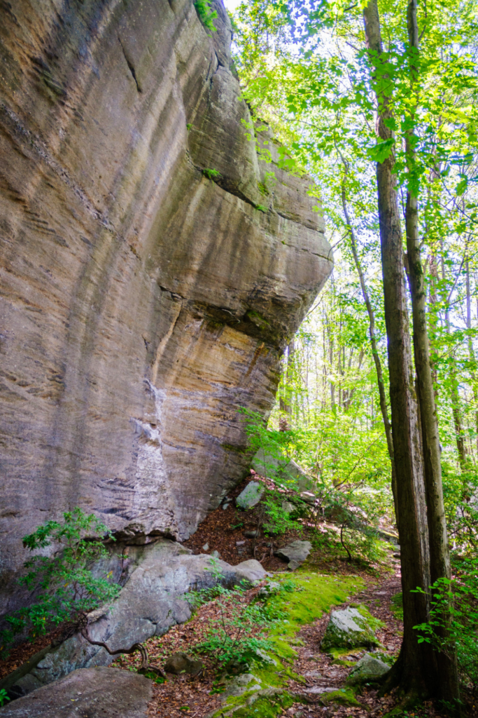 Allegheny National Forest