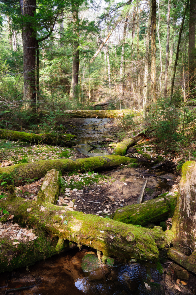 Allegheny National Forest 