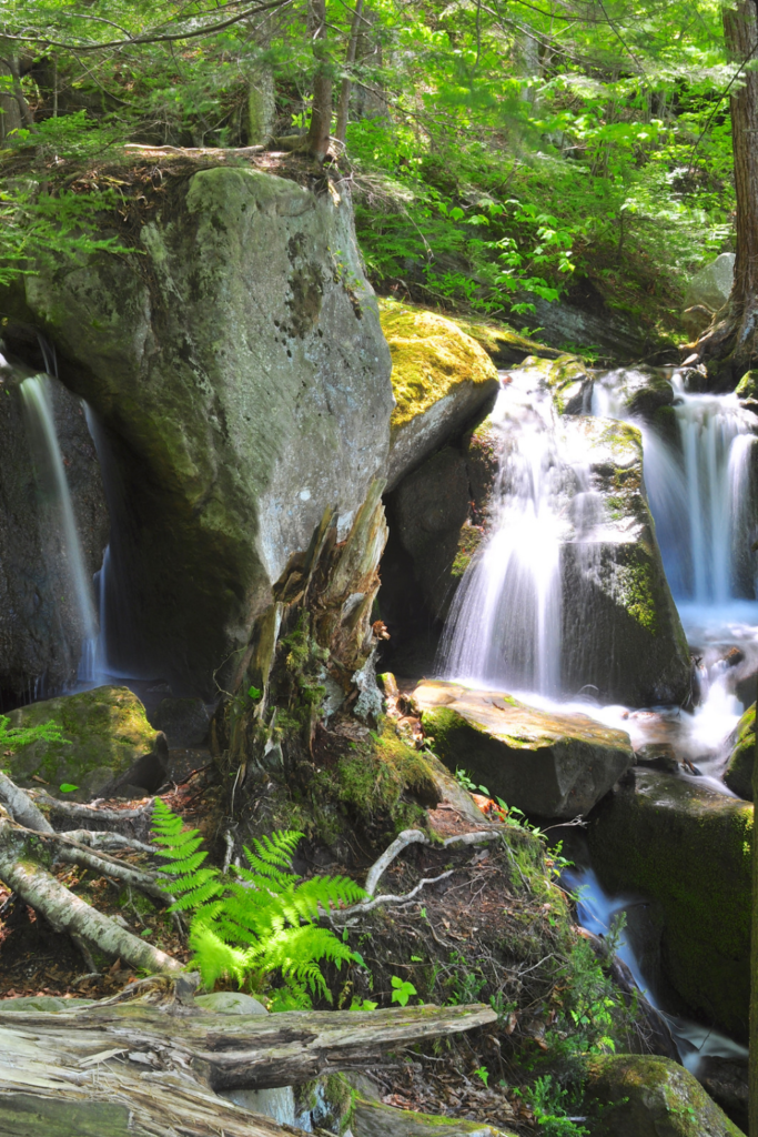 Allegheny National Forest 