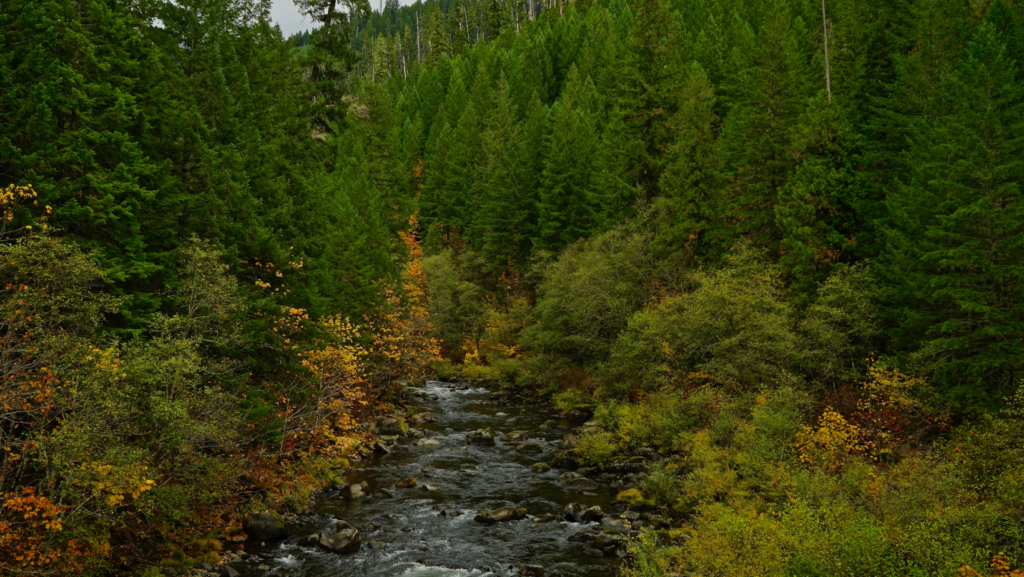 Willamette National Forest 