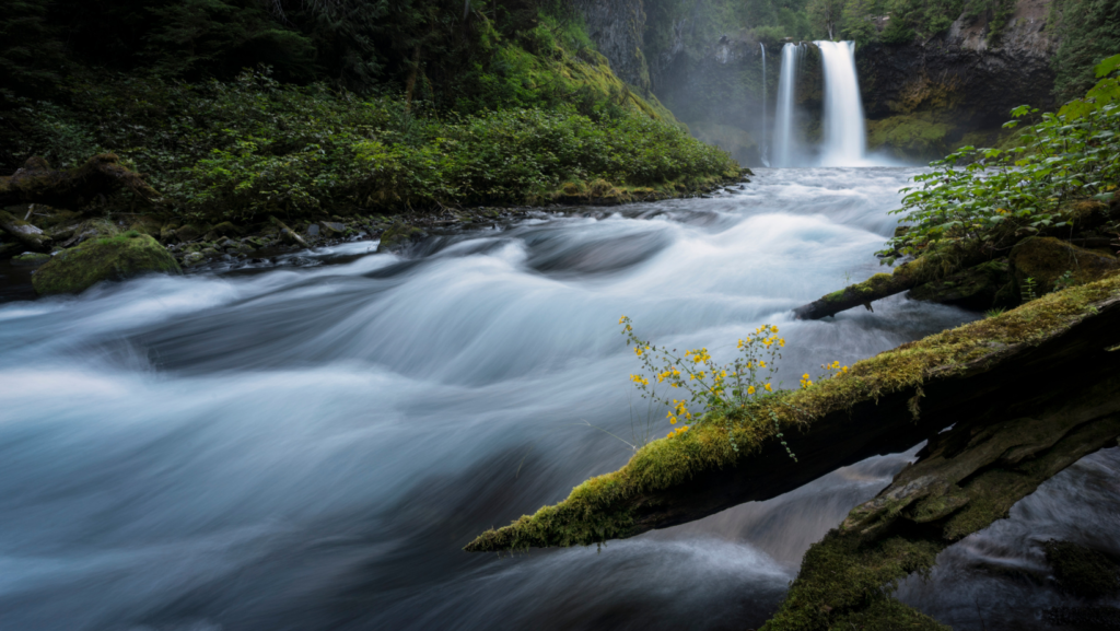 Willamette National Forest 