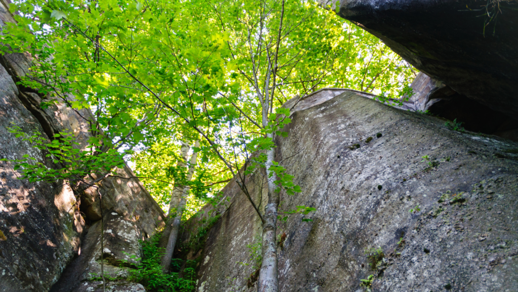 Allegheny National Forest 