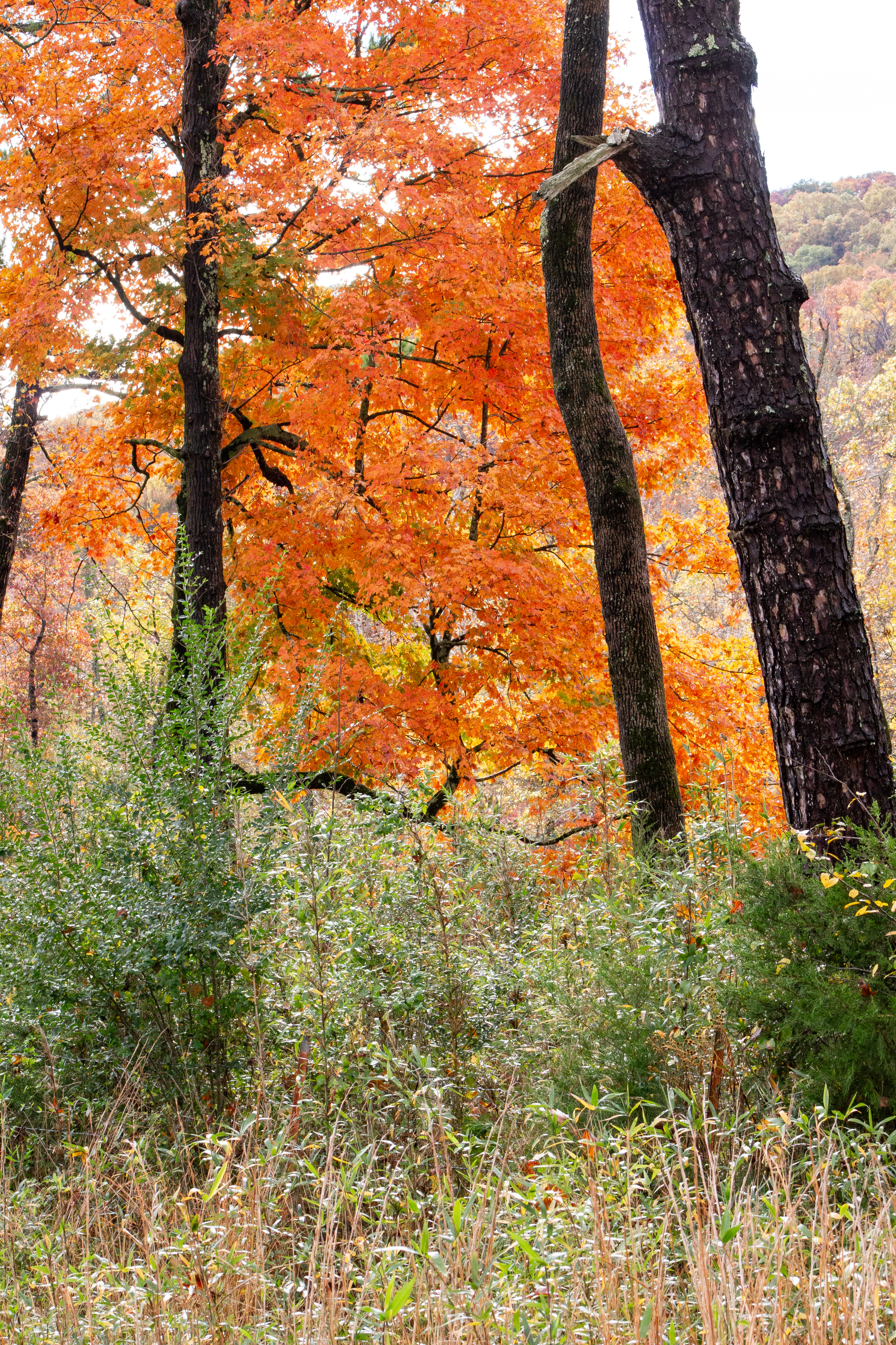 Mulberry River Autumn