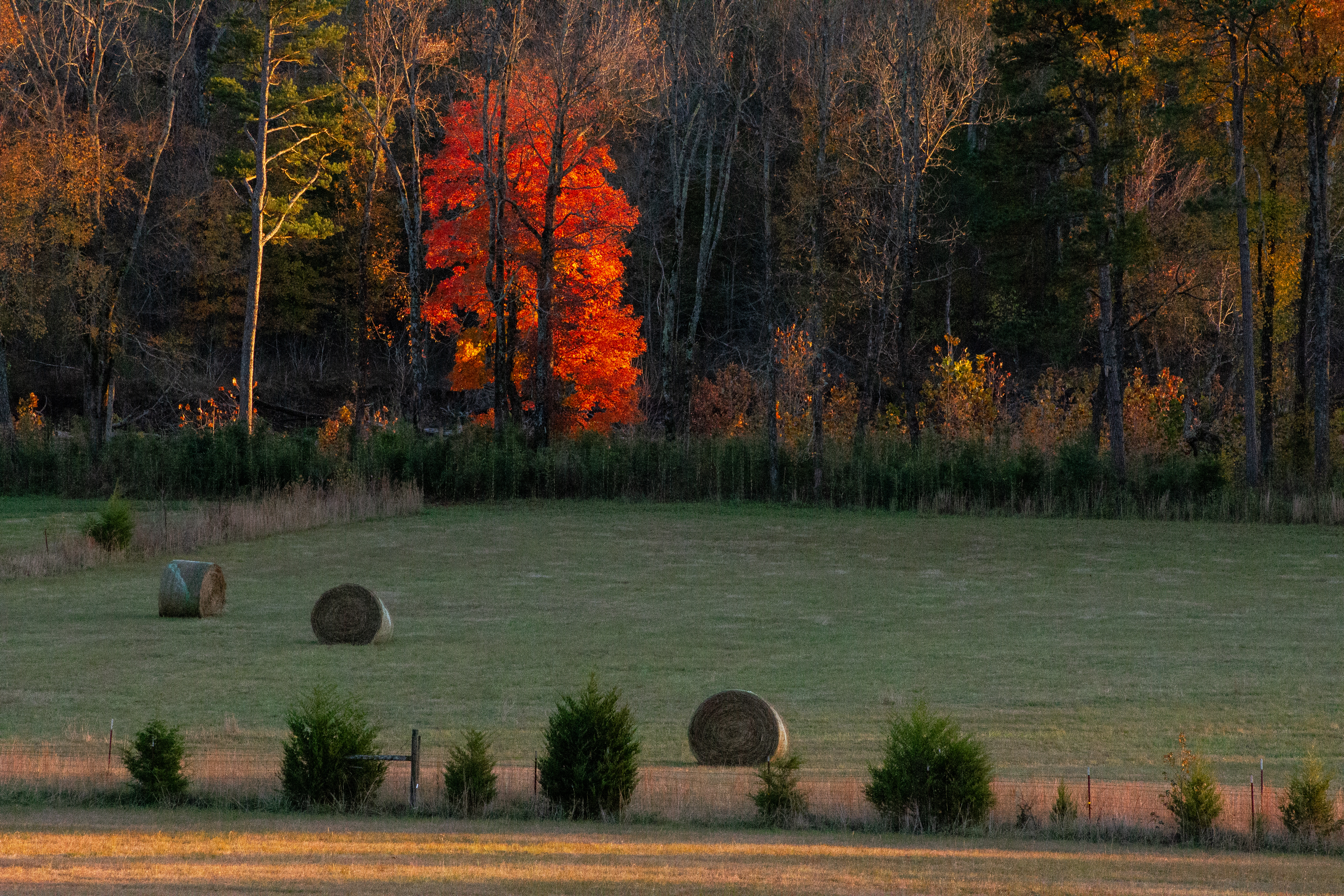 Mulberry River Autumn