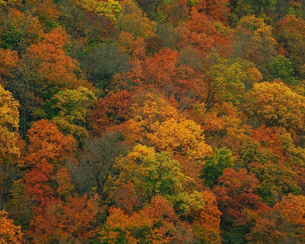 Fall in the Ozarks